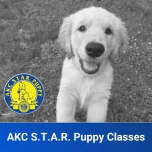 AKC S.T.A.R. Puppy Class
