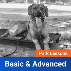 Basic & Advanced Obedience