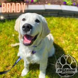 Brady has finished the Board and Train program.