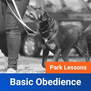 Basic Obedience
