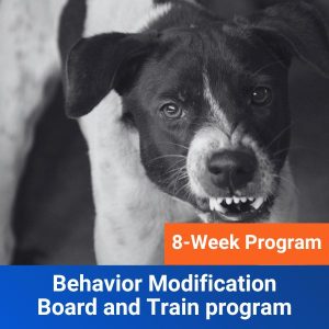 8 Week Behavior Modification Board and Train