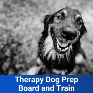 therapy dog