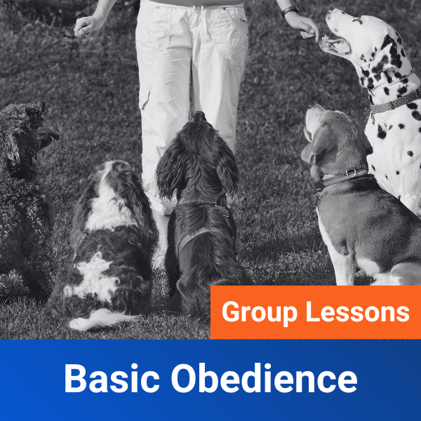 Basic Obedience Group Lessons