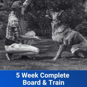 5 Week Complete Board & Train