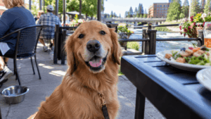 Dog relaxing on a dog-friendly restaurant patio in Spokane