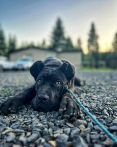 Black dog lying down while practicing the place command