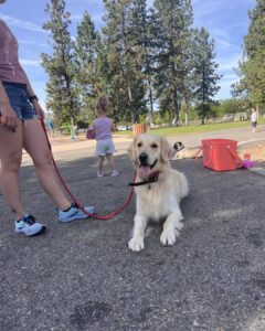 Golden Retriever practicing the place command at a park