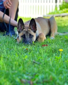 Calm dog lying on grass during obedience training