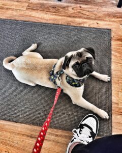 Pug lying on a mat during dog place command training