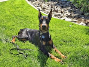 Doberman practicing the stay command on green grass