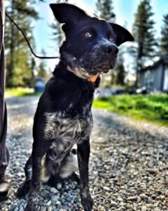 Black dog sitting outdoors while learning to stay on cue