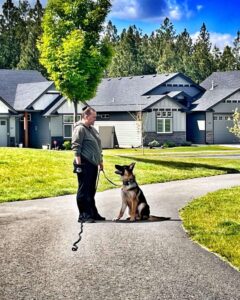 Trainer teaching a German Shepherd to stay on command