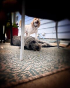 Two dogs relaxing outdoors during their daily rest time