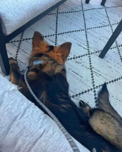 German Shepherd puppy resting on grass during nap time